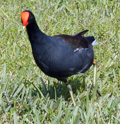 Common Moorhen