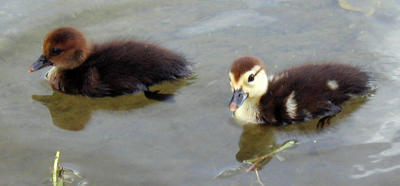 Adorable ducklings