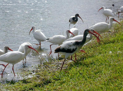 One morning I encountered an Ibis invasion