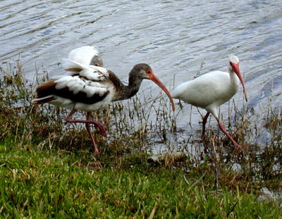 The immature White Ibis has brown feathers