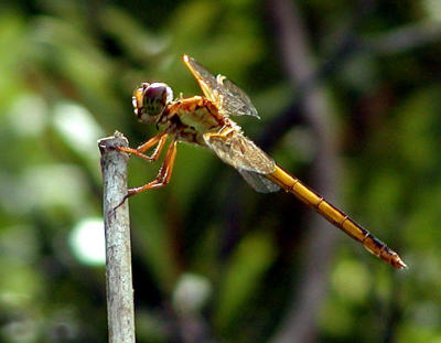 Another Dragonfly