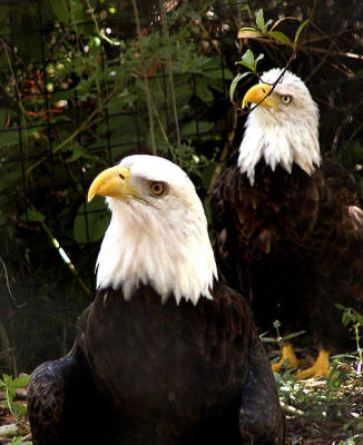 America's finest: The Bald Eagle
