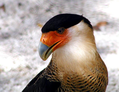 Crested Caracara