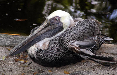 Pelican