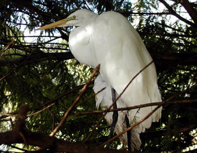 Snowy Egret