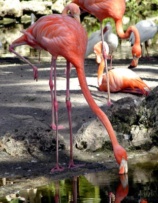 u/ro2001/medium/206110.Flamingos.jpg