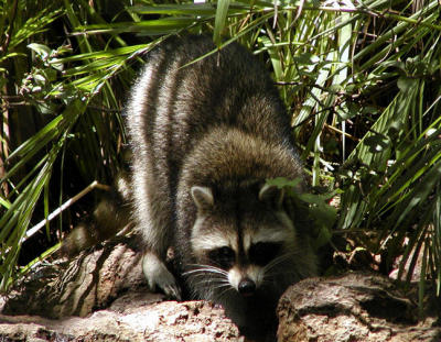 Raccoon