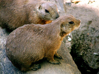 Prairie Dogs