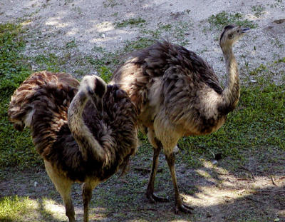 Emus