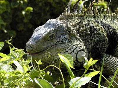 Eating leaves