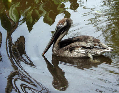 Pelican