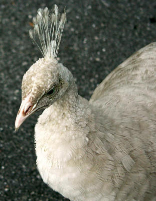 White PeaHen