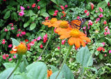 Monarch visiting Mexican Sunflowers
