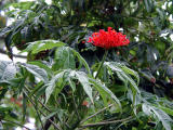 Jatrophe gossypiifolia