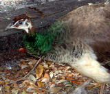 PeaHen