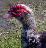 Muscovy ducks are not native to Florida