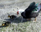 Mother and babies search for food