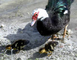 The mother is very protective. Notice the irridescence in her feathers
