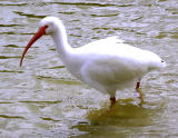 White Ibis </center>