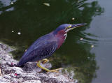 Green-backed Herons are small and very shy.