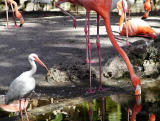 Ibis and flamingos