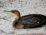 Young cormorant