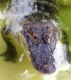 Florida's finest- the alligator