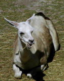 Llama snack time