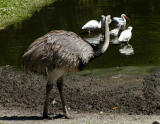 Another emu