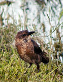 Grackle