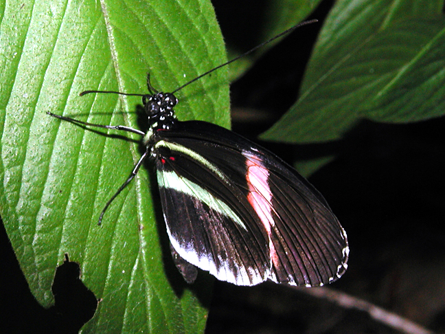 Heliconius melpomene- Piano Key