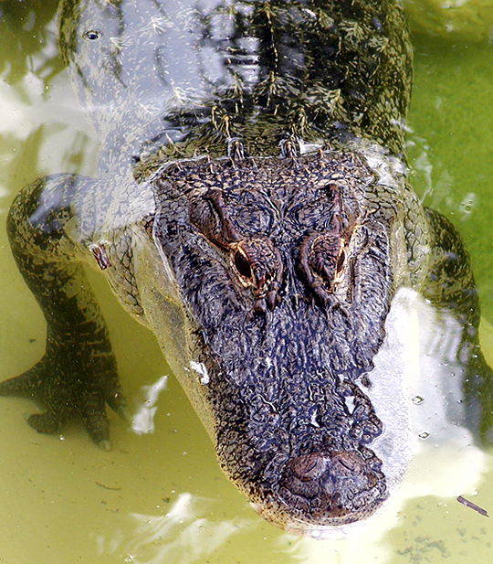 Floridas finest- the alligator