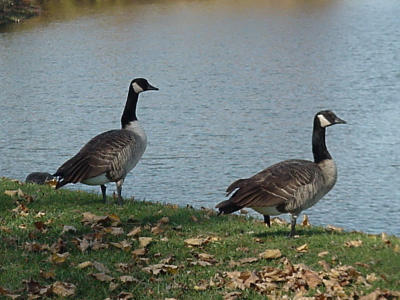 Geese at Maryville Center, MO. 11-27-99