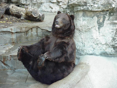 Grinning Grizzly at St. Louis Zoo 10-24-99