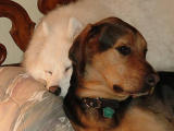 Max & Lady Raisa 2-15-00 on Randy's pillow