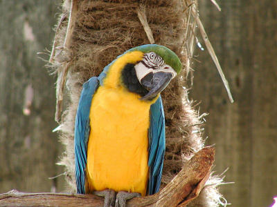 Blue and gold Macaw