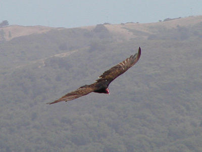 Turkey vulture soars
