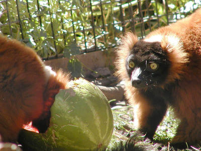 Lemur lunchtime