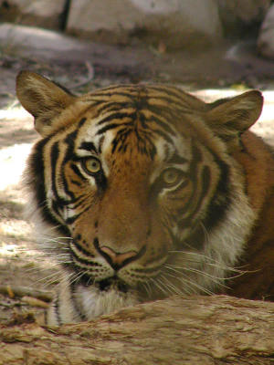 Friendly tiger