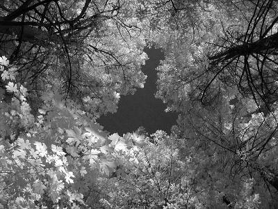 Leaves (infrared)