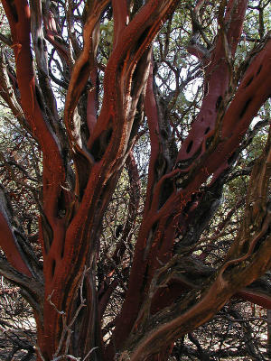 Manzanita