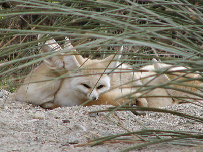 No sneaking up on these Fennec Foxes