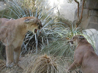 Wildlife in the Living Desert Zoo and Gardens near Palm Springs California