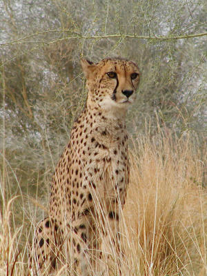 Cheetah that went to modeling school