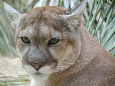 Cougar portrait