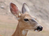 Deer at Lake Shasta