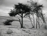 Cypress trees at beach
