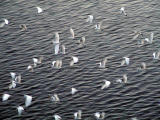 Flock of herons