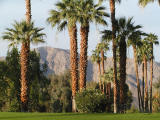 Palms and mountains