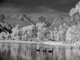 Swan lake  (infrared)